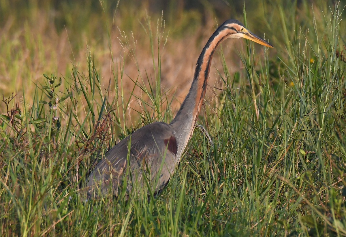 Чапля руда - ML646627630