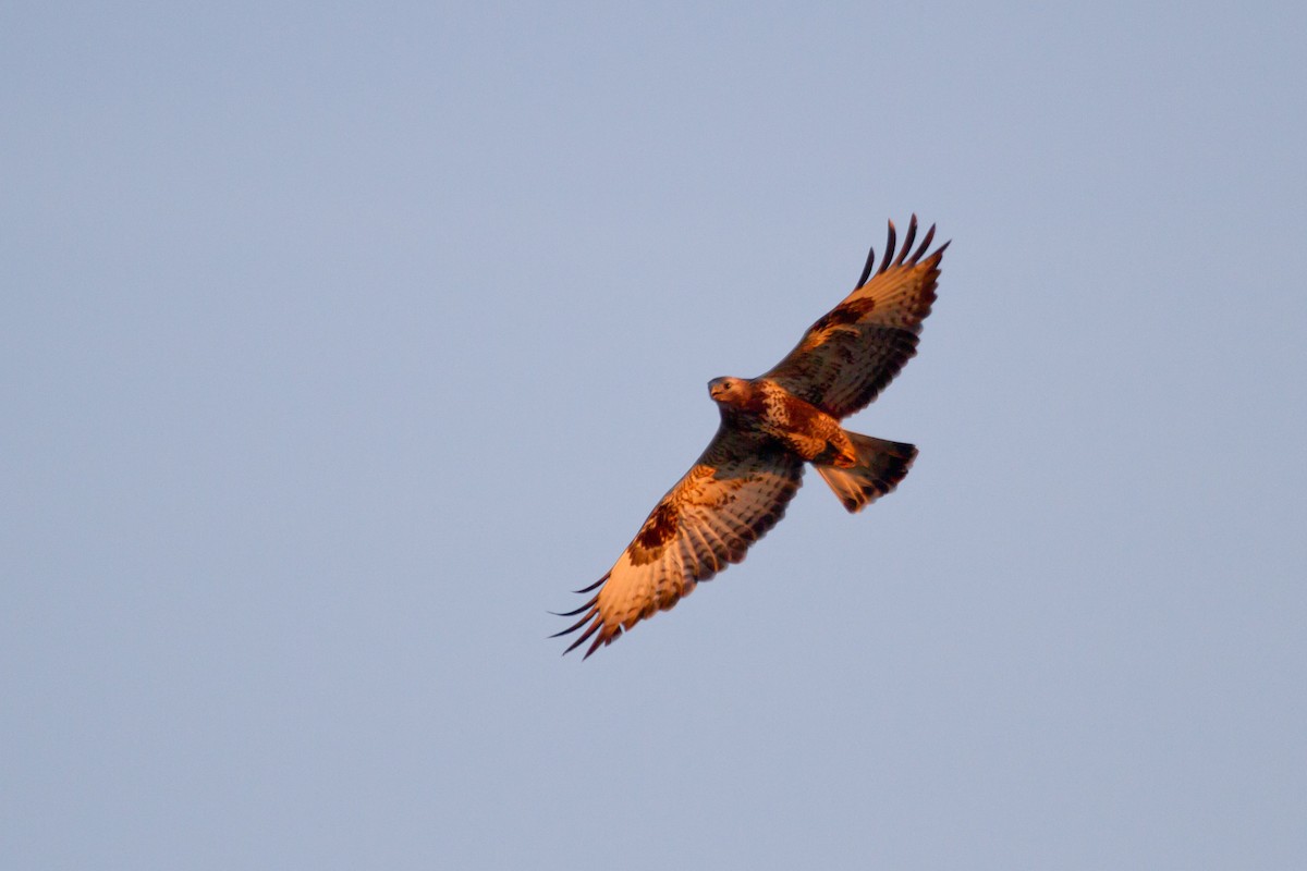 毛足鵟 - ML646627633