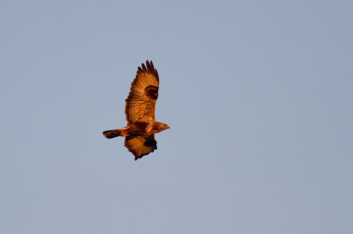 毛足鵟 - ML646627634