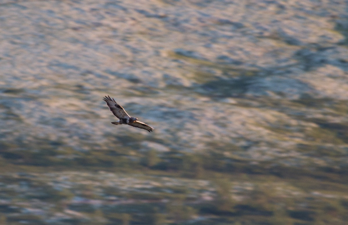 毛足鵟 - ML646627635