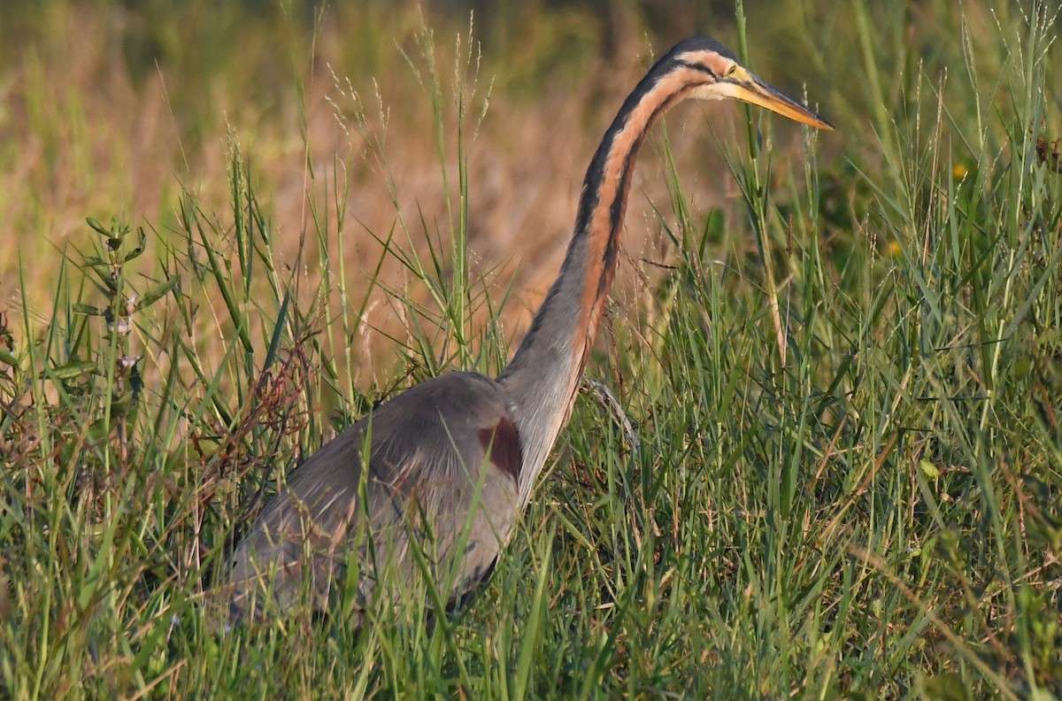 Чапля руда - ML646627636