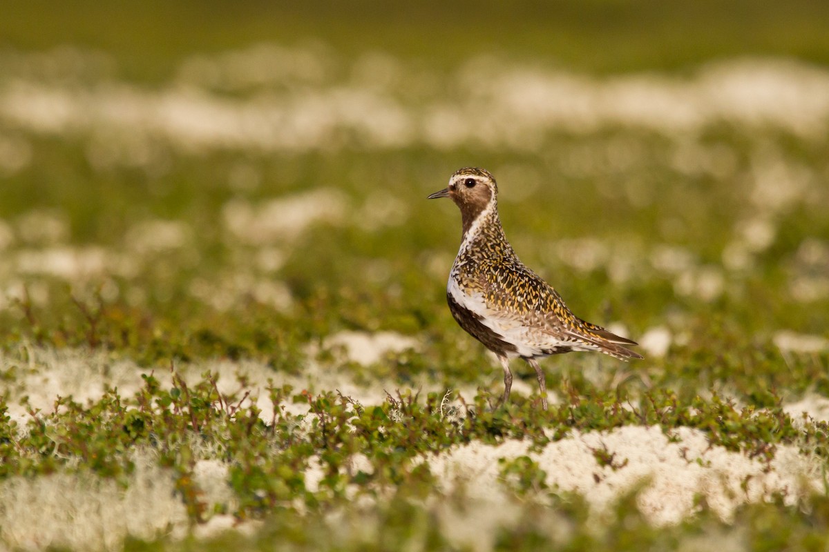 European Golden-Plover - ML646627637