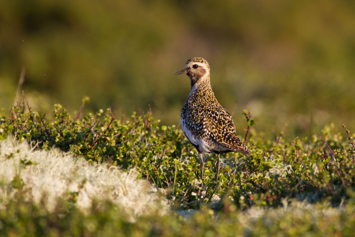European Golden-Plover - ML646627638