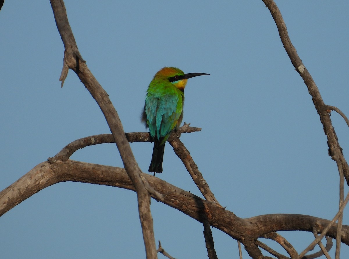 Rainbow Bee-eater - ML646627639