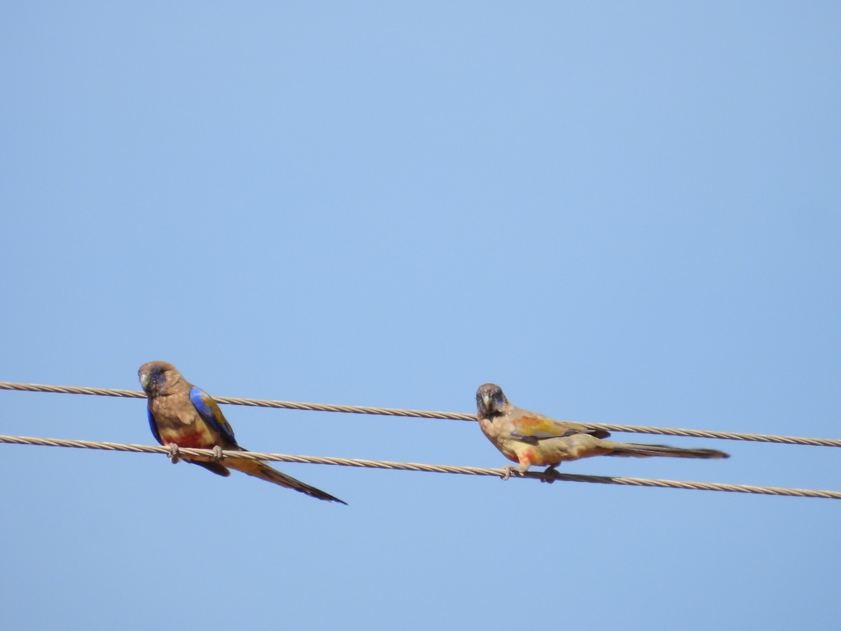 Greater Bluebonnet - ML646627640