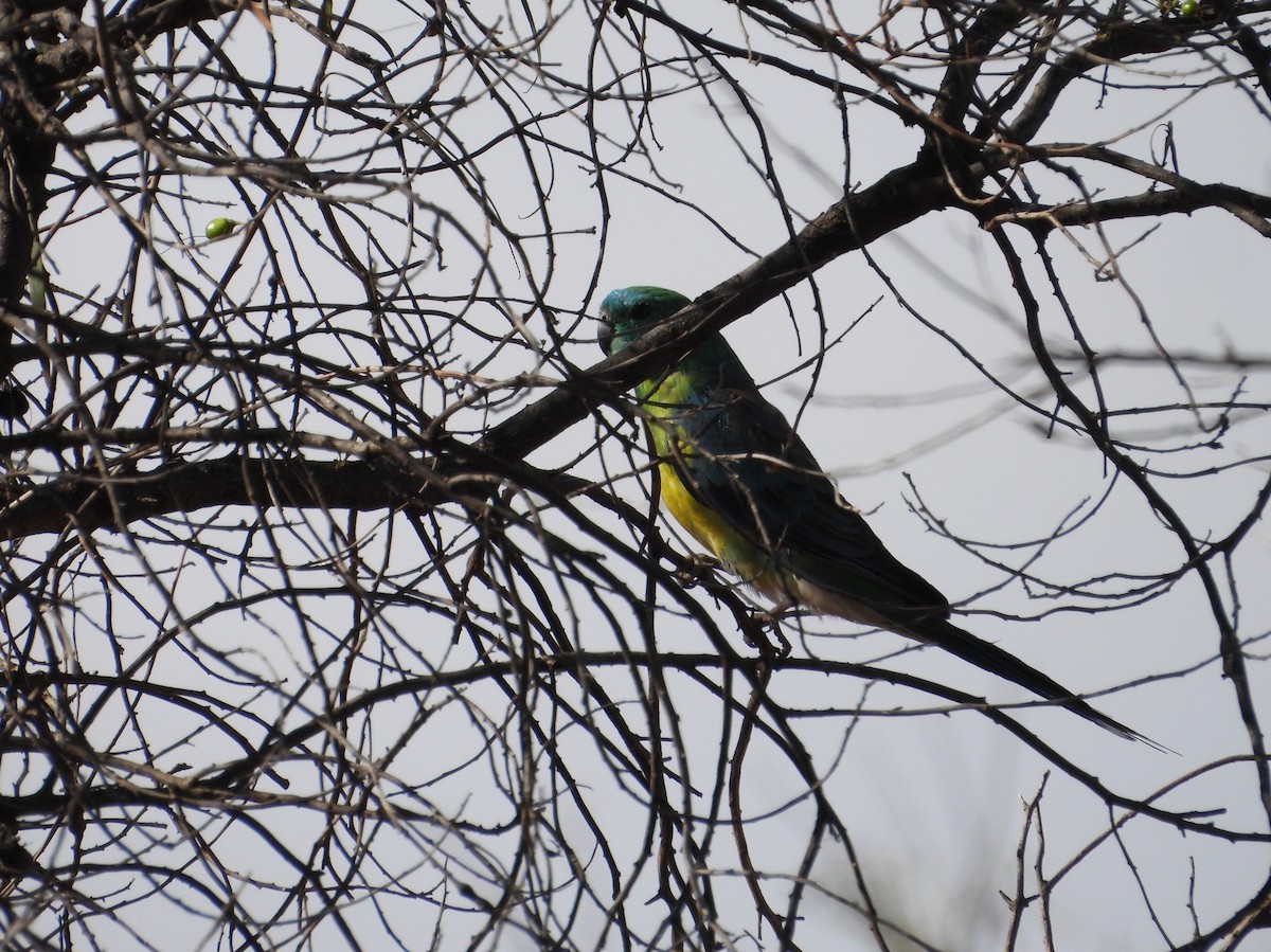 Red-rumped Parrot - ML646627642