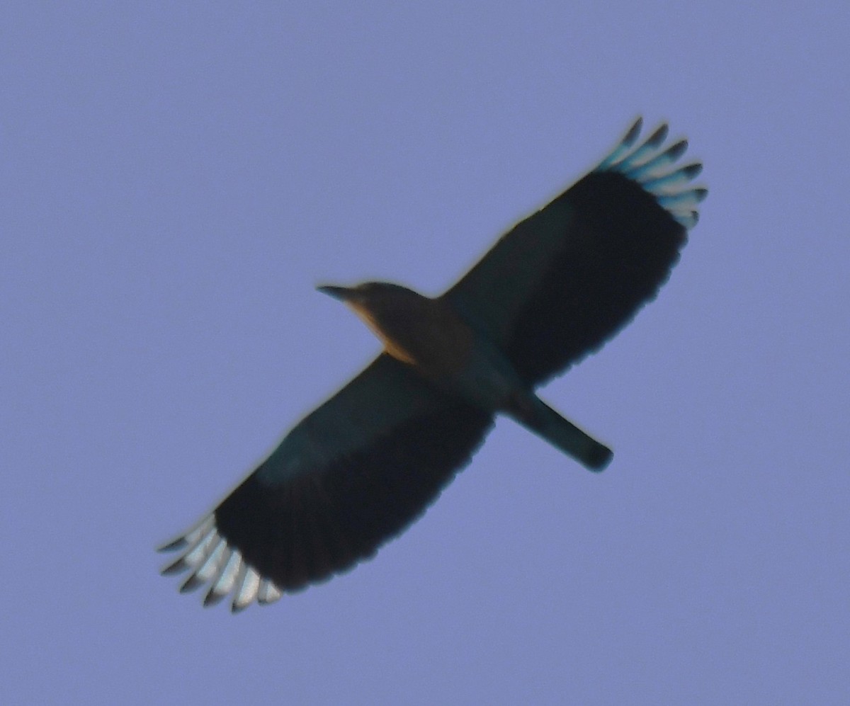 Сиворакша бенгальська - ML646627643