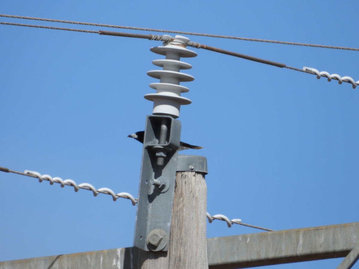 Pied Butcherbird - ML646627645