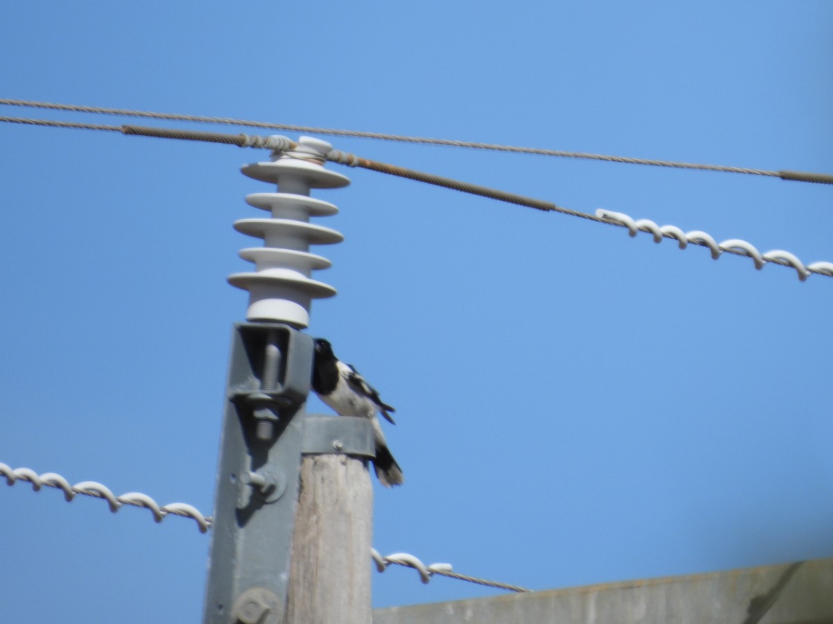 Pied Butcherbird - ML646627646