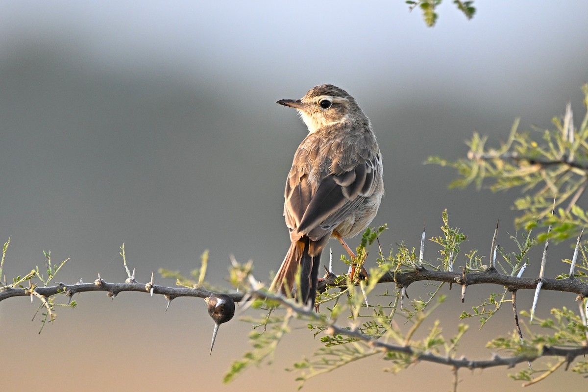 Plain-backed Pipit - ML646627647
