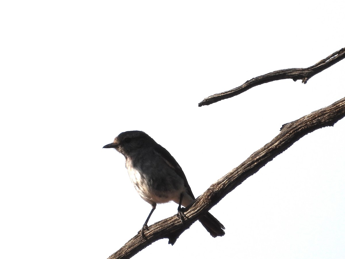 Hooded Robin - ML646627648