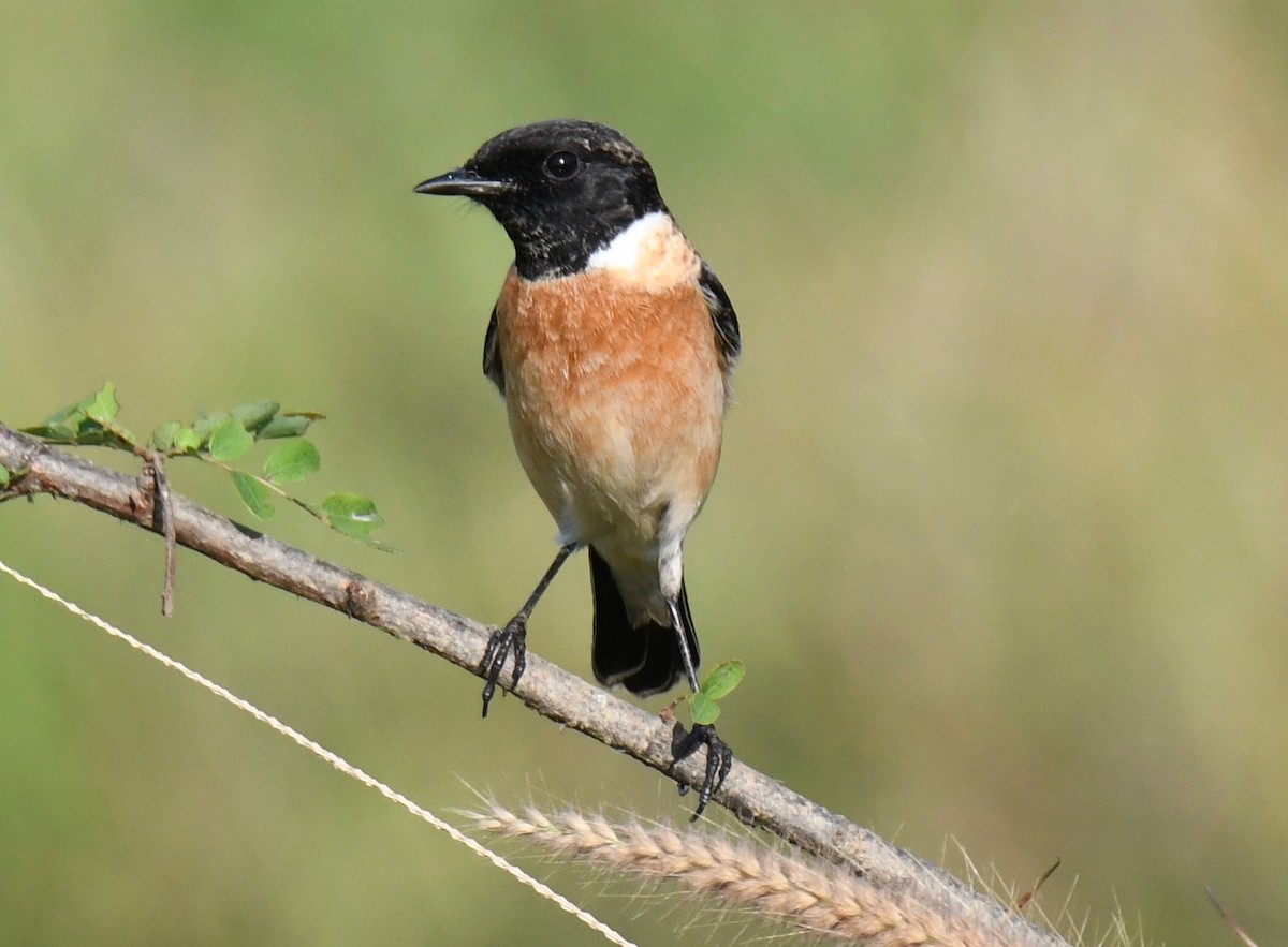 Трав'янка білошия - ML646627649