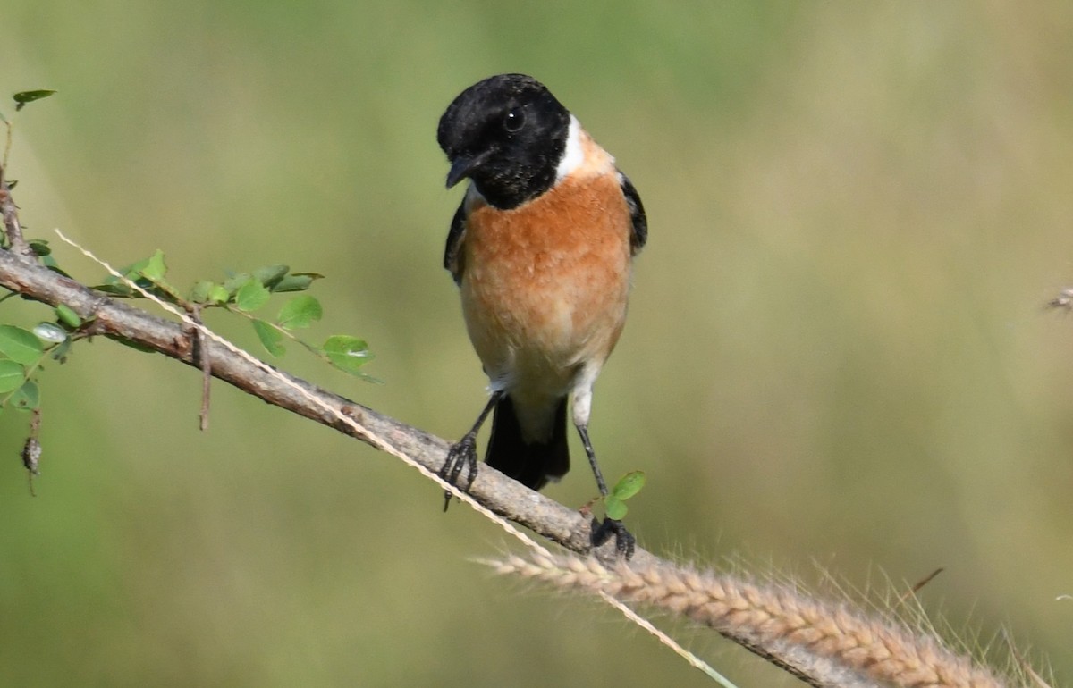 Трав'янка білошия - ML646627650