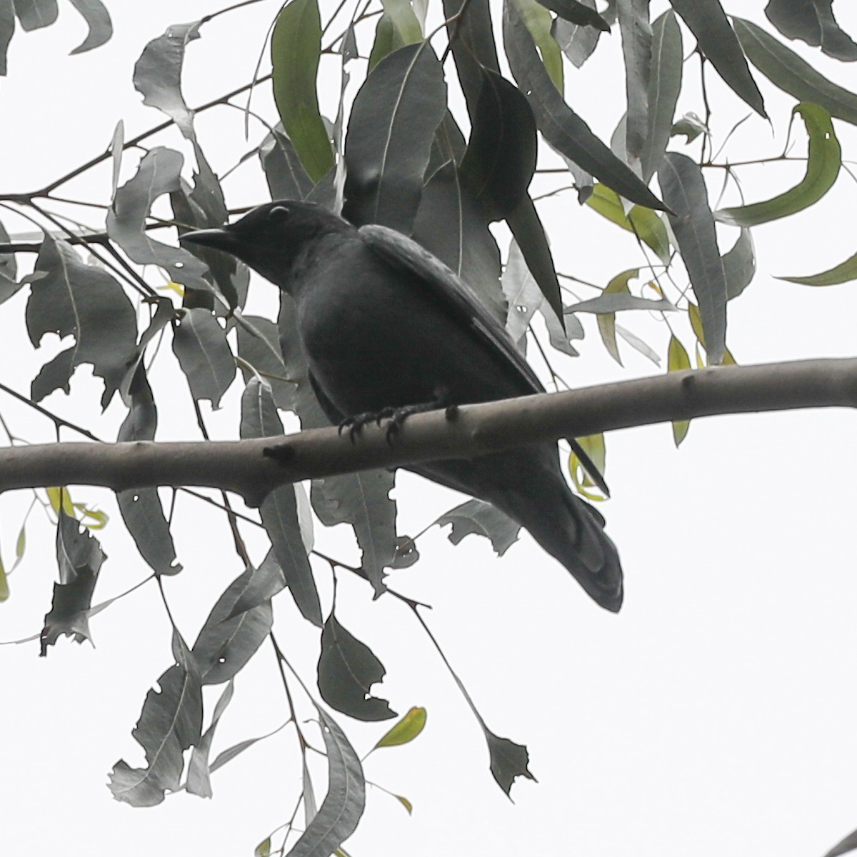 Sahul Cicadabird - ML646627651