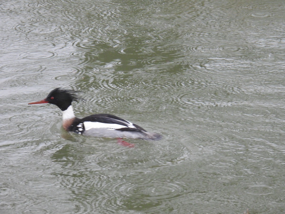 Tarakdiş - ML646627665