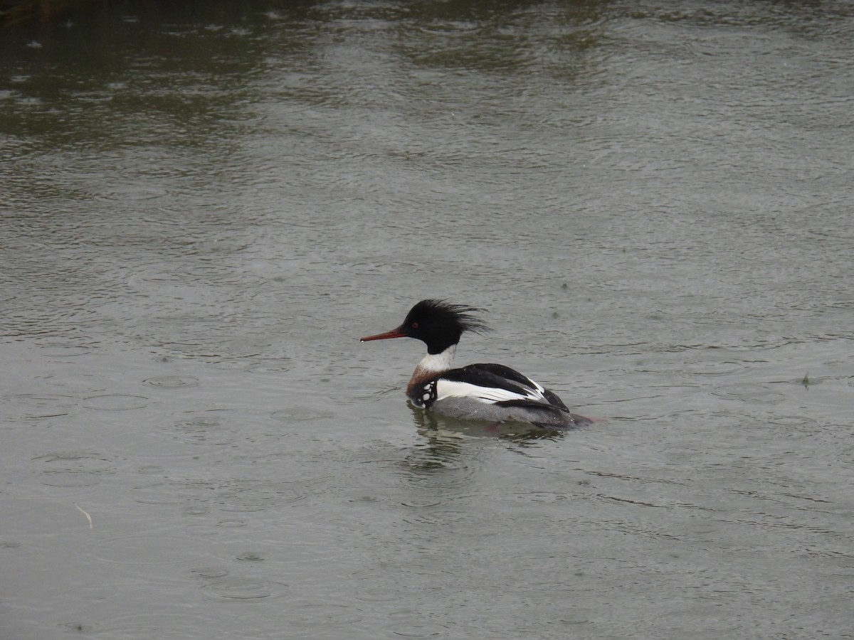 Tarakdiş - ML646627668