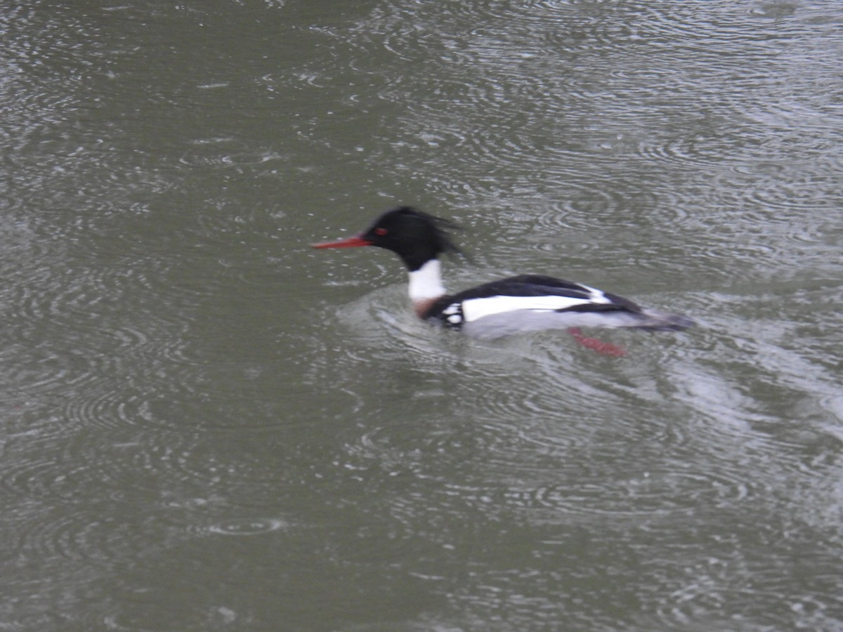 Tarakdiş - ML646627669