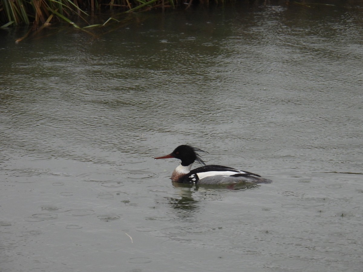 Tarakdiş - ML646627670