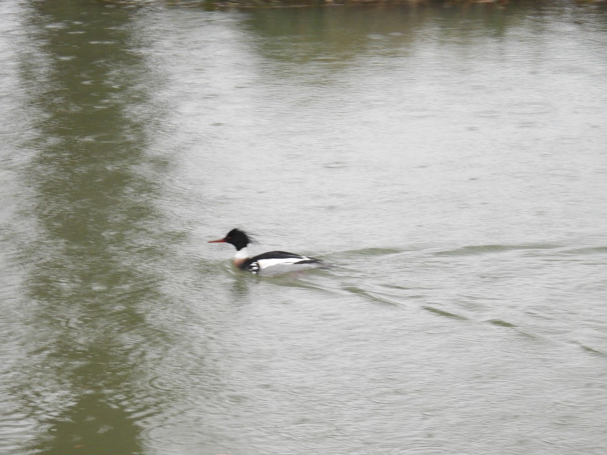 Tarakdiş - ML646627671