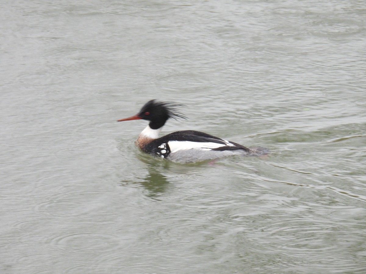 Tarakdiş - ML646627672