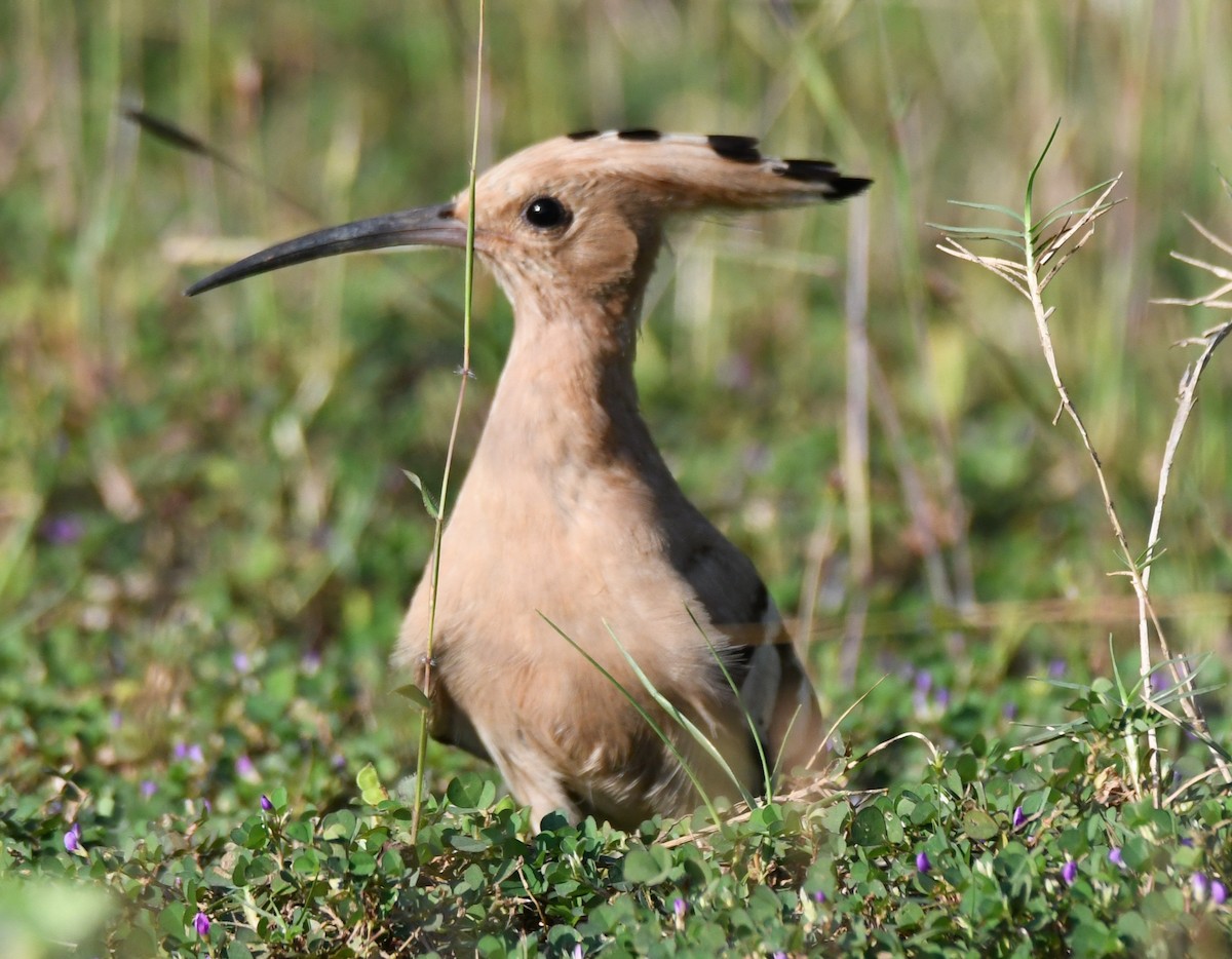 İbibik - ML646627674