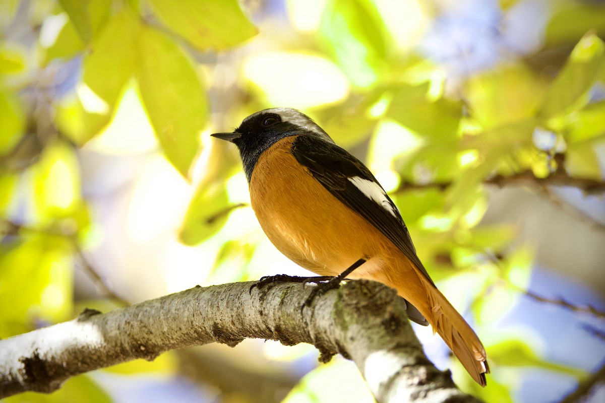 Gri Başlı Kızılkuyruk - ML646627675