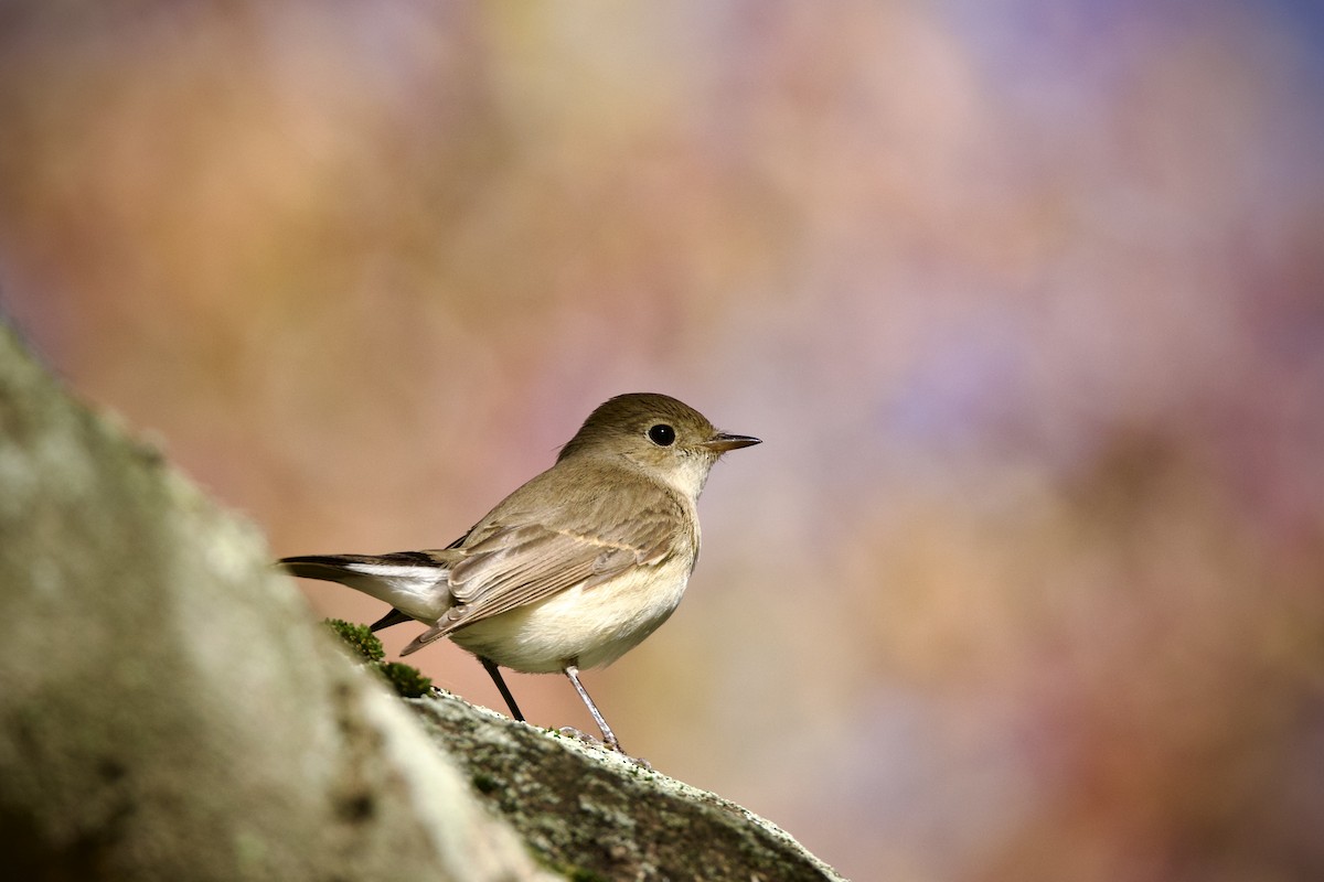 Papamoscas Papirrojo - ML646627677