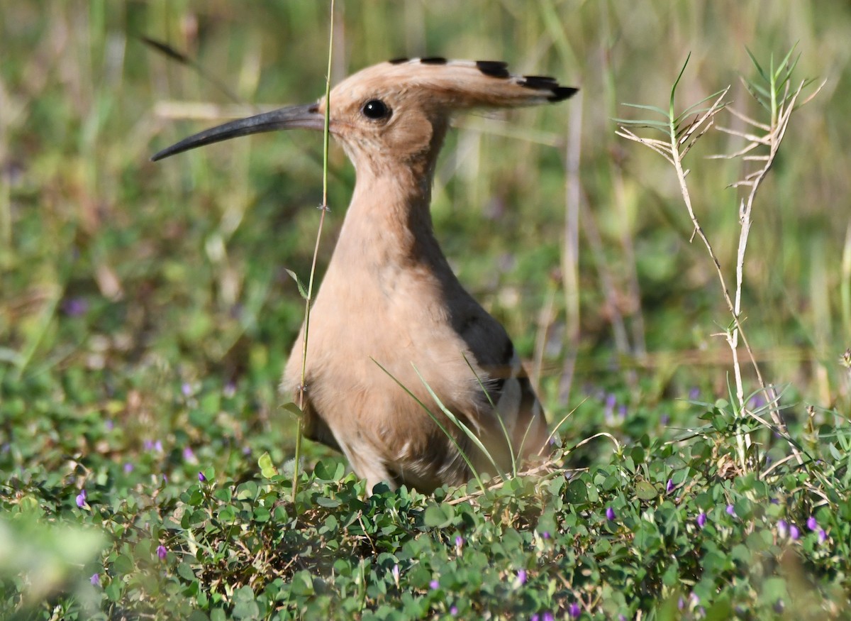 İbibik - ML646627678