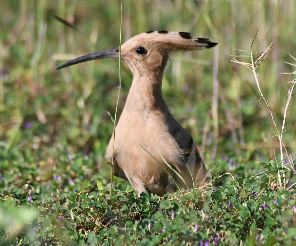 İbibik - ML646627679