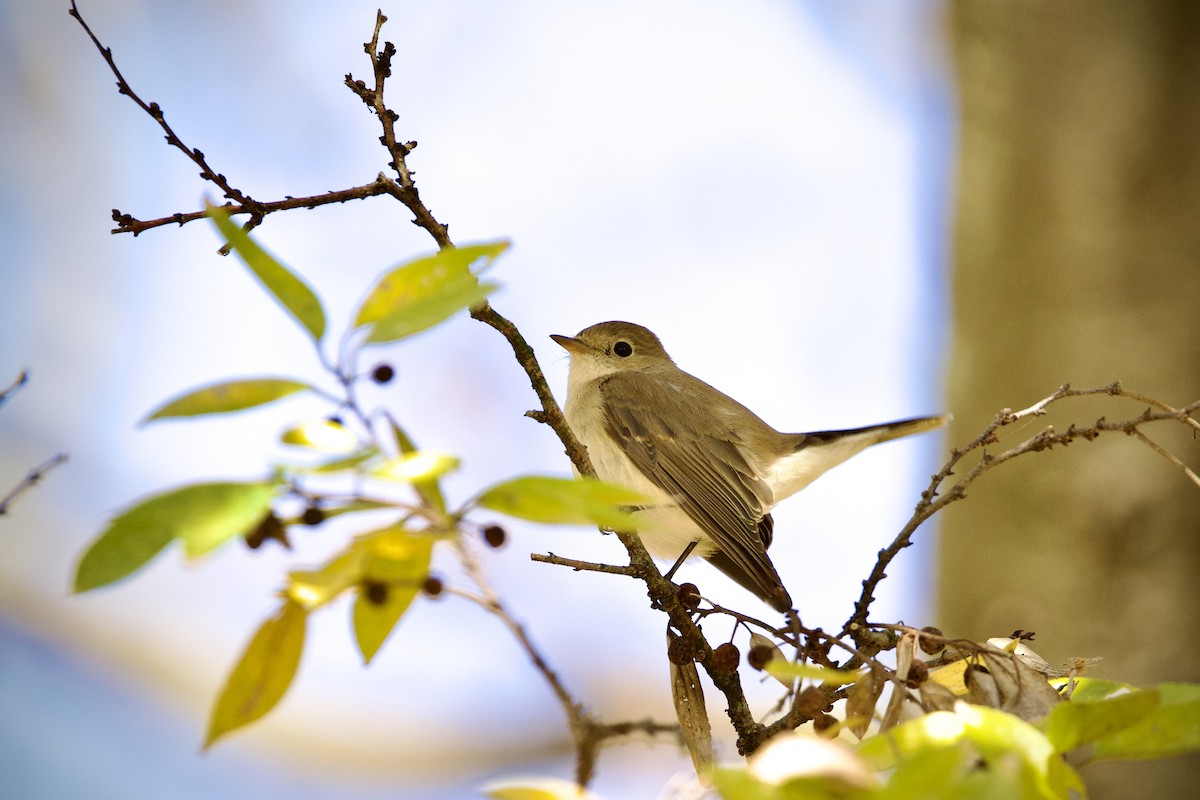 Papamoscas Papirrojo - ML646627680