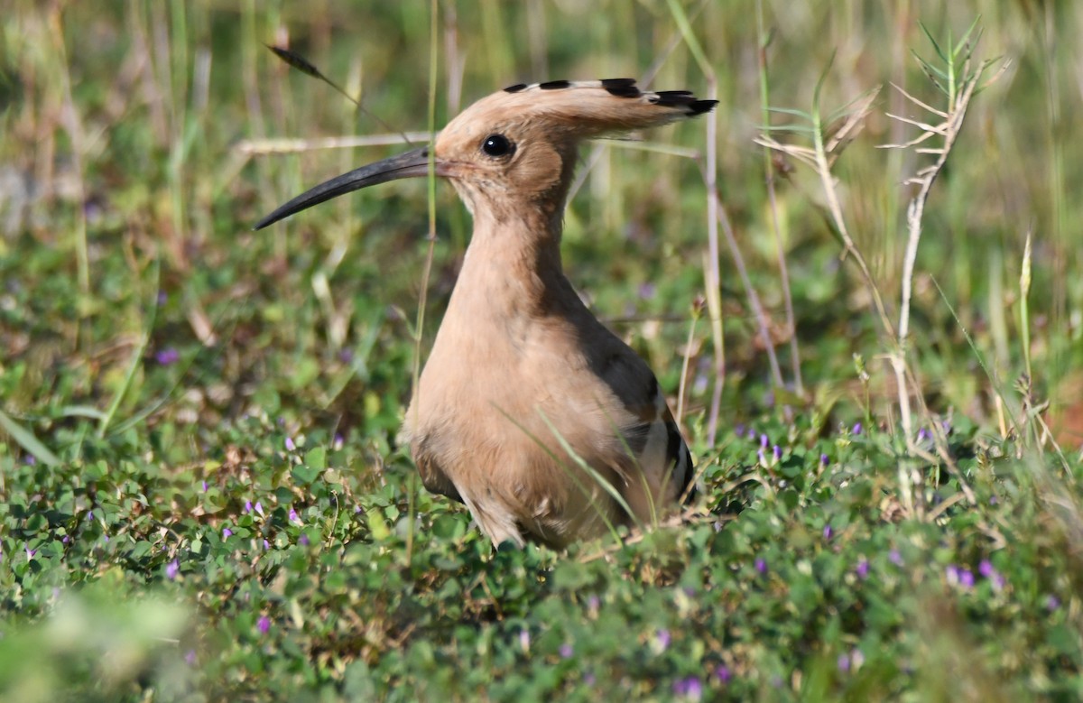 İbibik - ML646627681