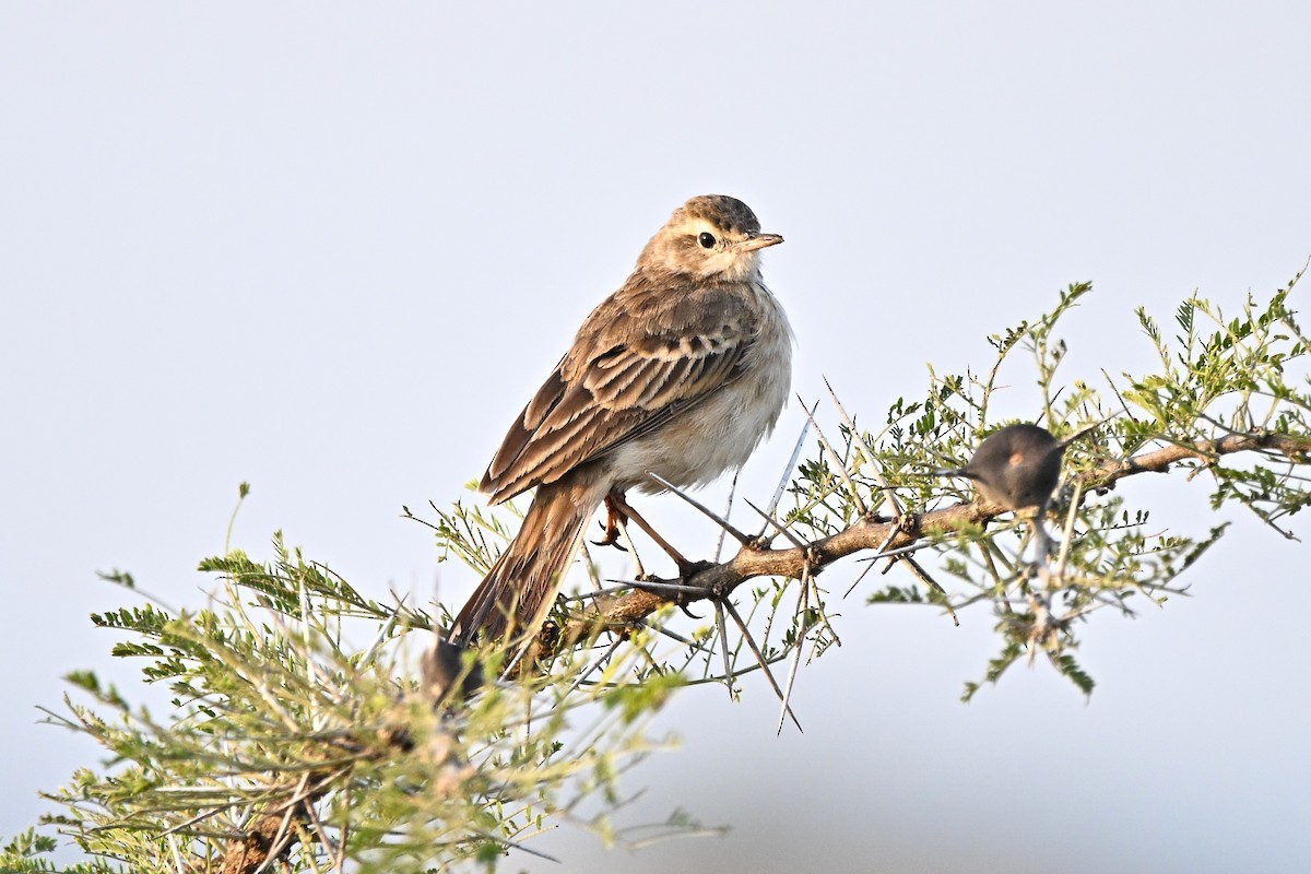 Afrika İncirkuşu - ML646627682