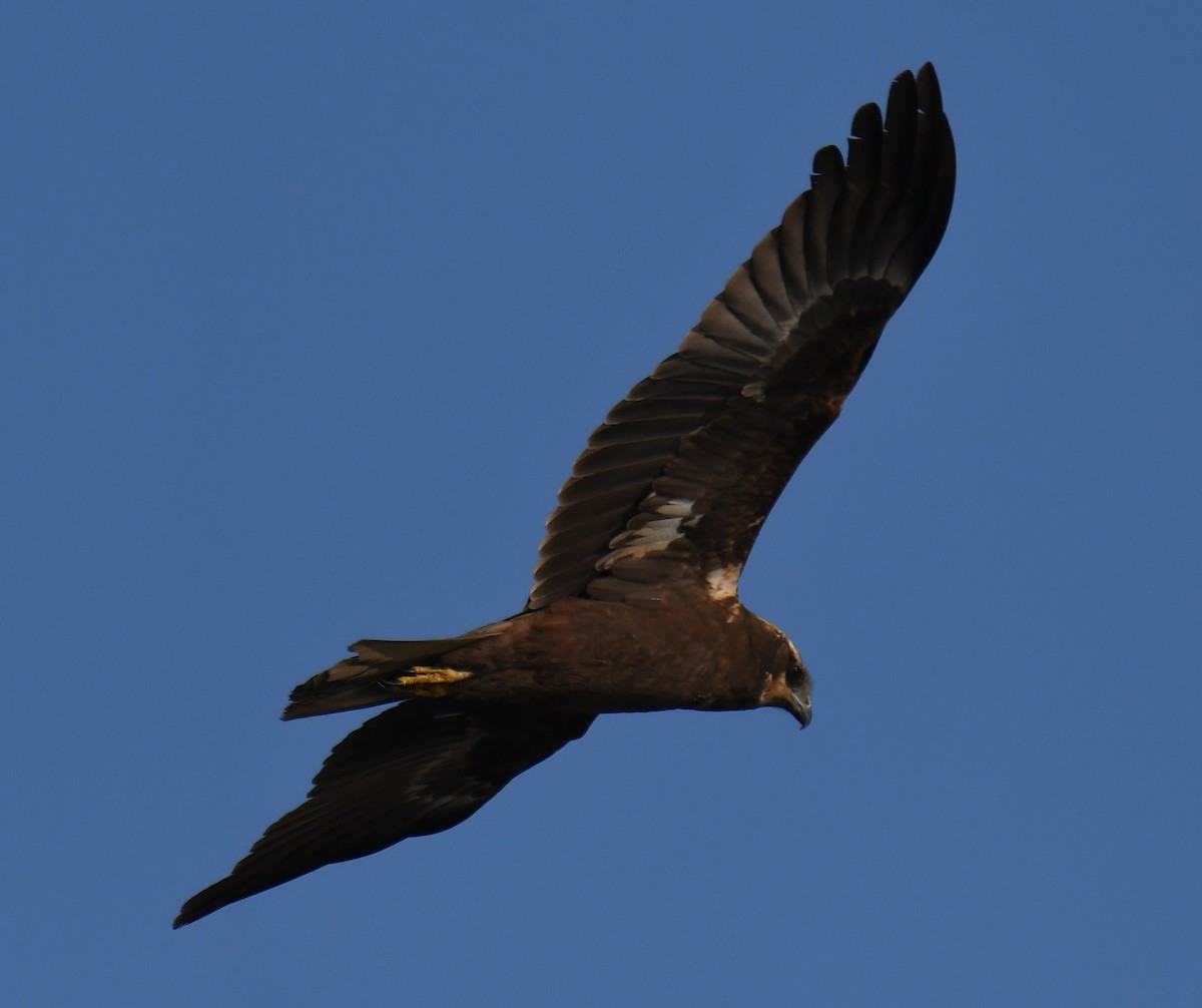 Saz Delicesi - ML646627683