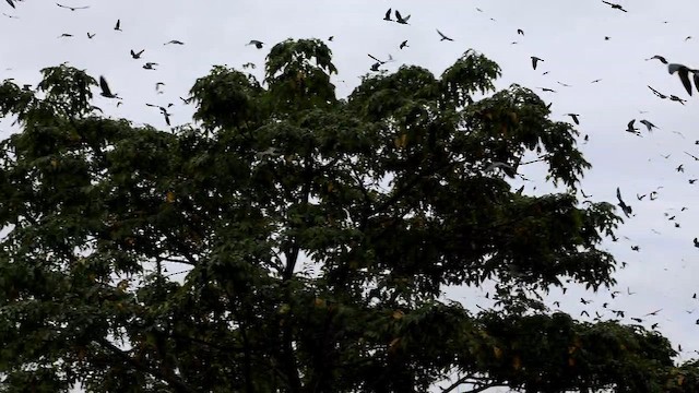 Amur Doğanı - ML646627684