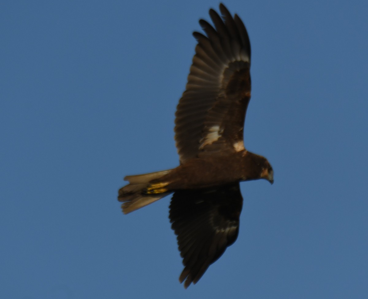 Saz Delicesi - ML646627686