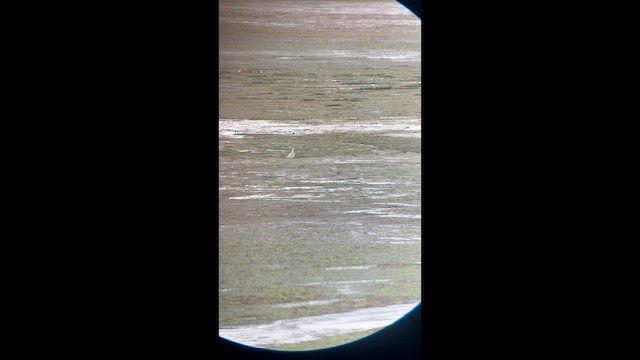 Gümüş Yağmurcun - ML646627687