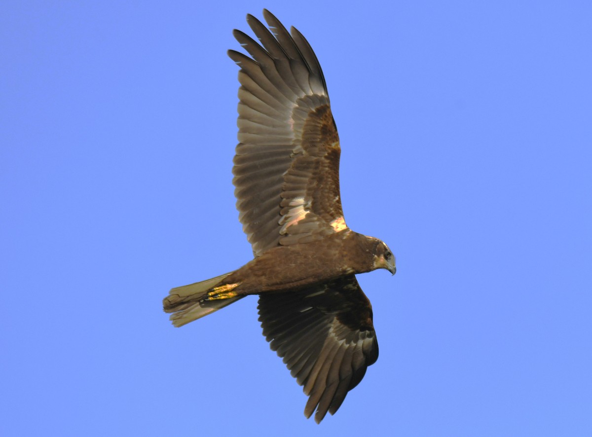 Saz Delicesi - ML646627688