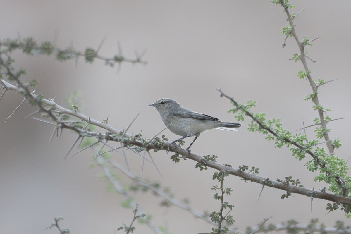 Küçük Çıvgın - ML646627689