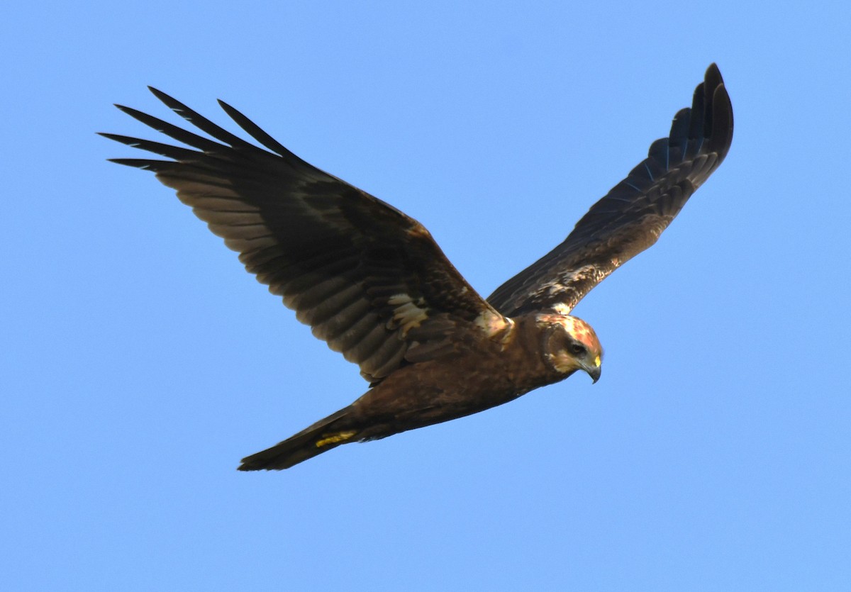 Saz Delicesi - ML646627690