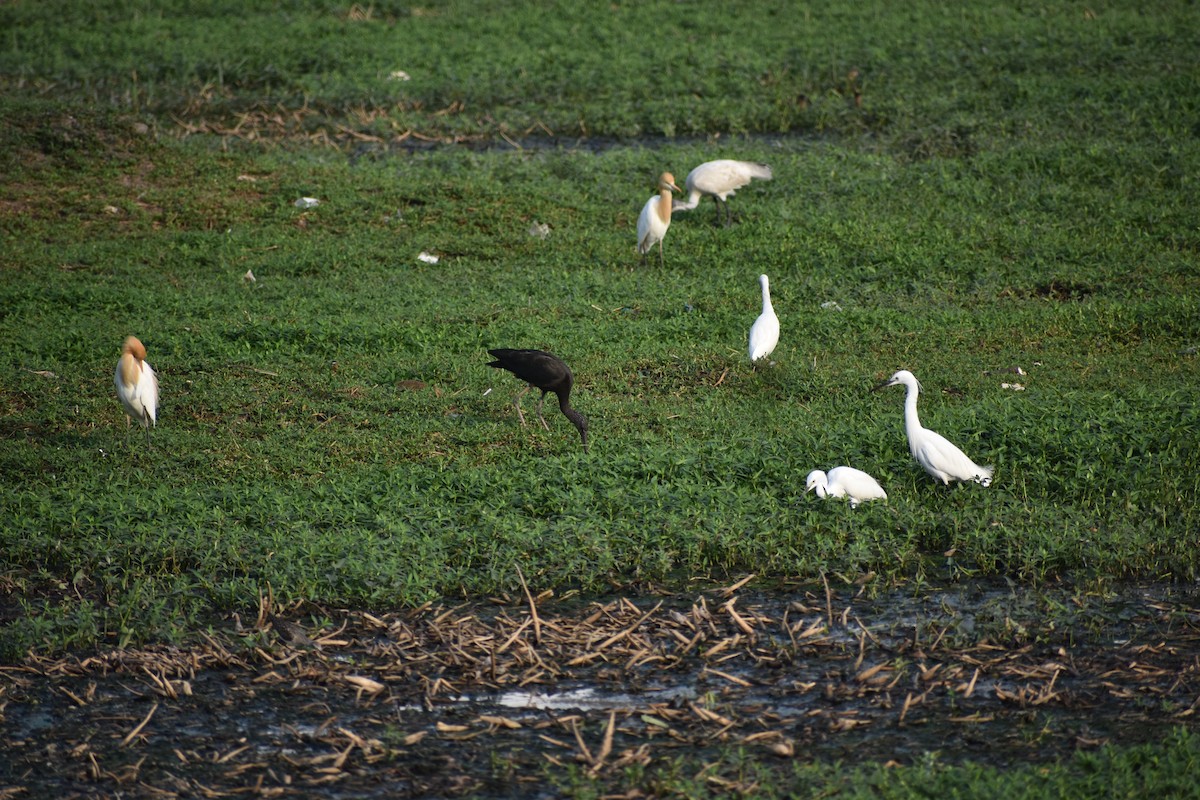 Çeltikçi - ML646627691