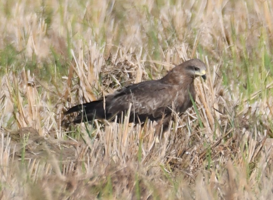 Kara Çaylak - ML646627695