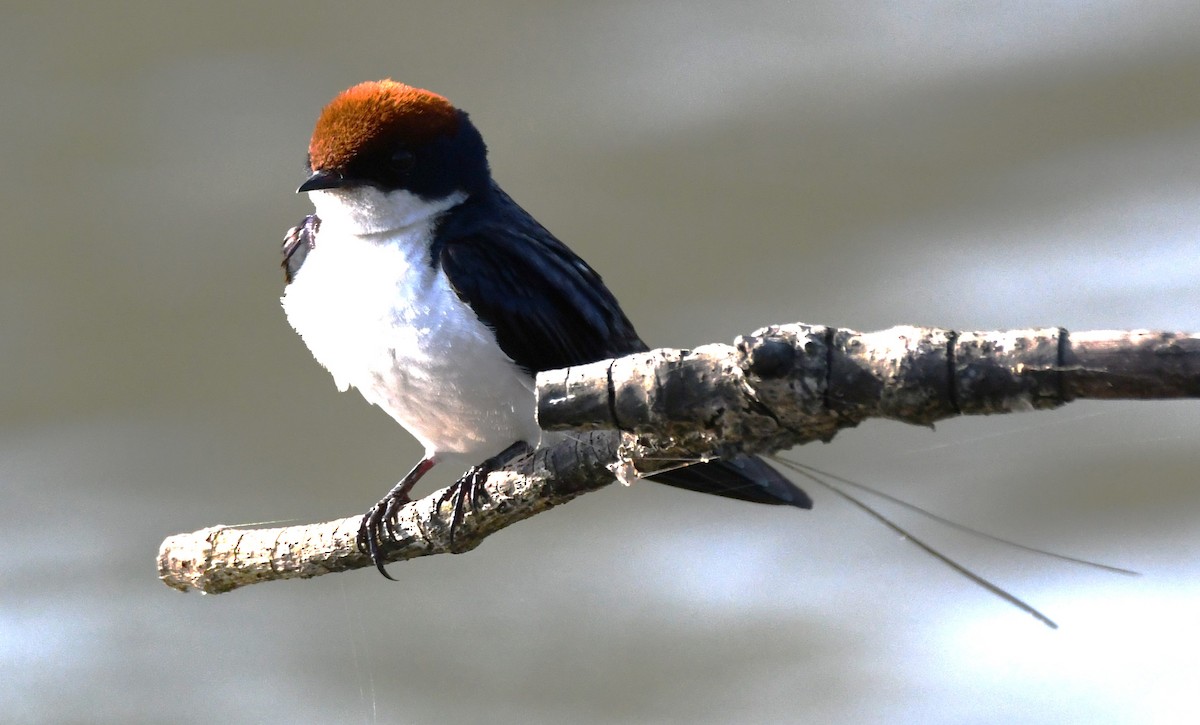 Tel Kuyruklu Kırlangıç - ML646627696