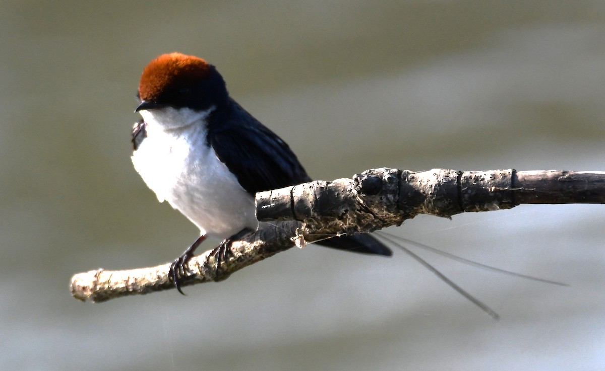 Tel Kuyruklu Kırlangıç - ML646627697