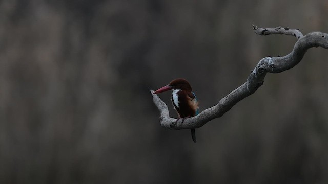 İzmir Yalıçapkını - ML646627698