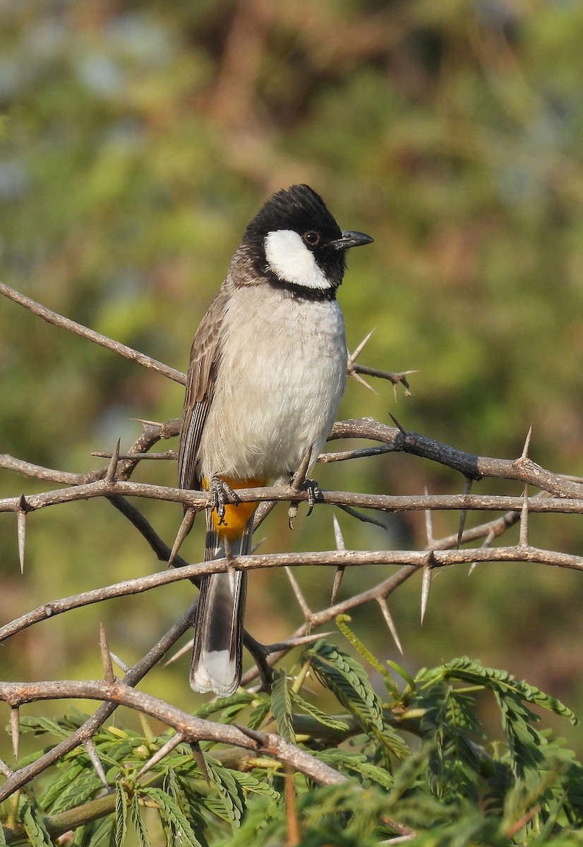 Ak Yanaklı Arapbülbülü - ML646627699