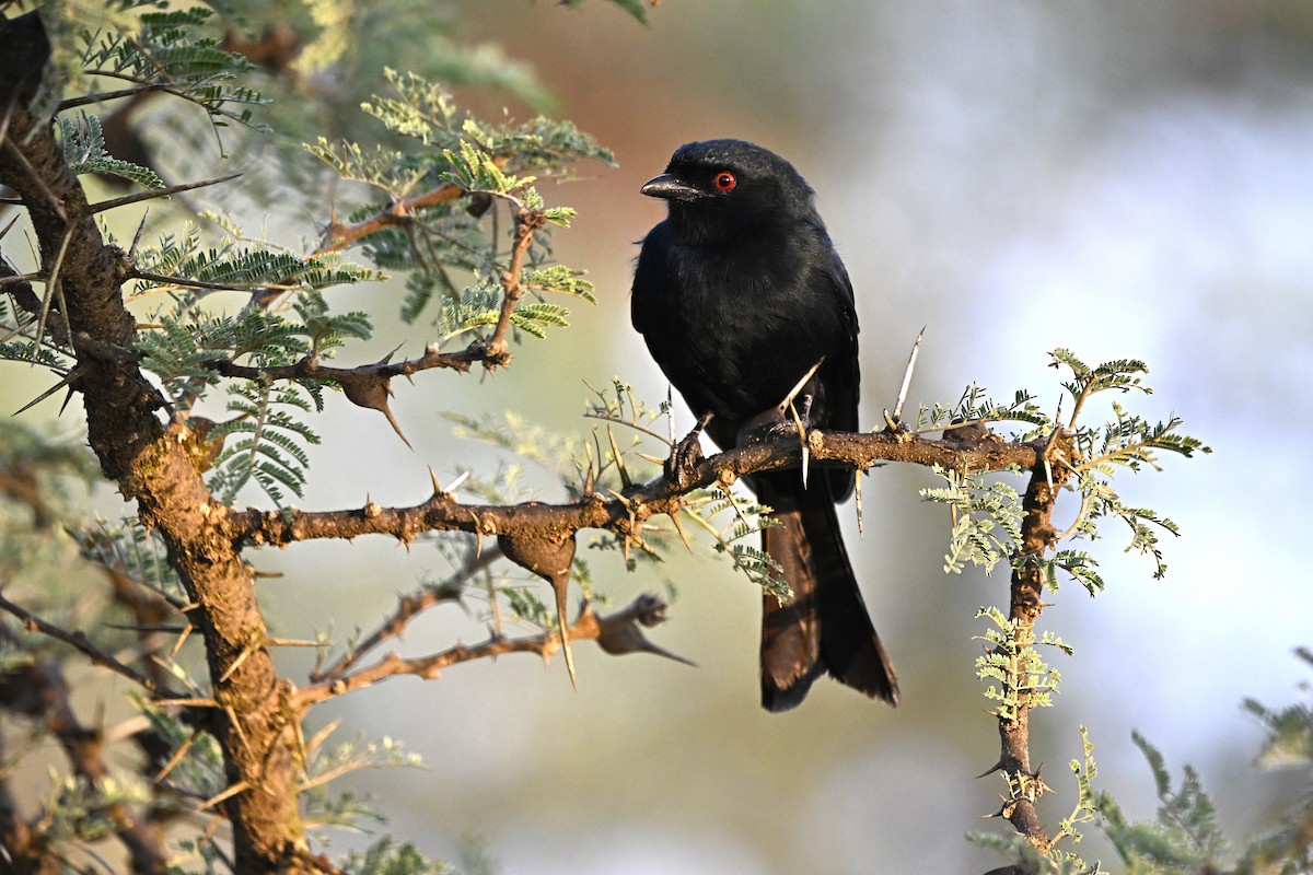 Çatal Kuyruklu Drongo - ML646627700