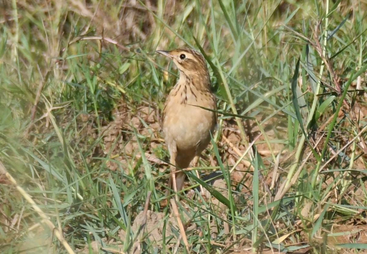 Çeltik İncirkuşu - ML646627704
