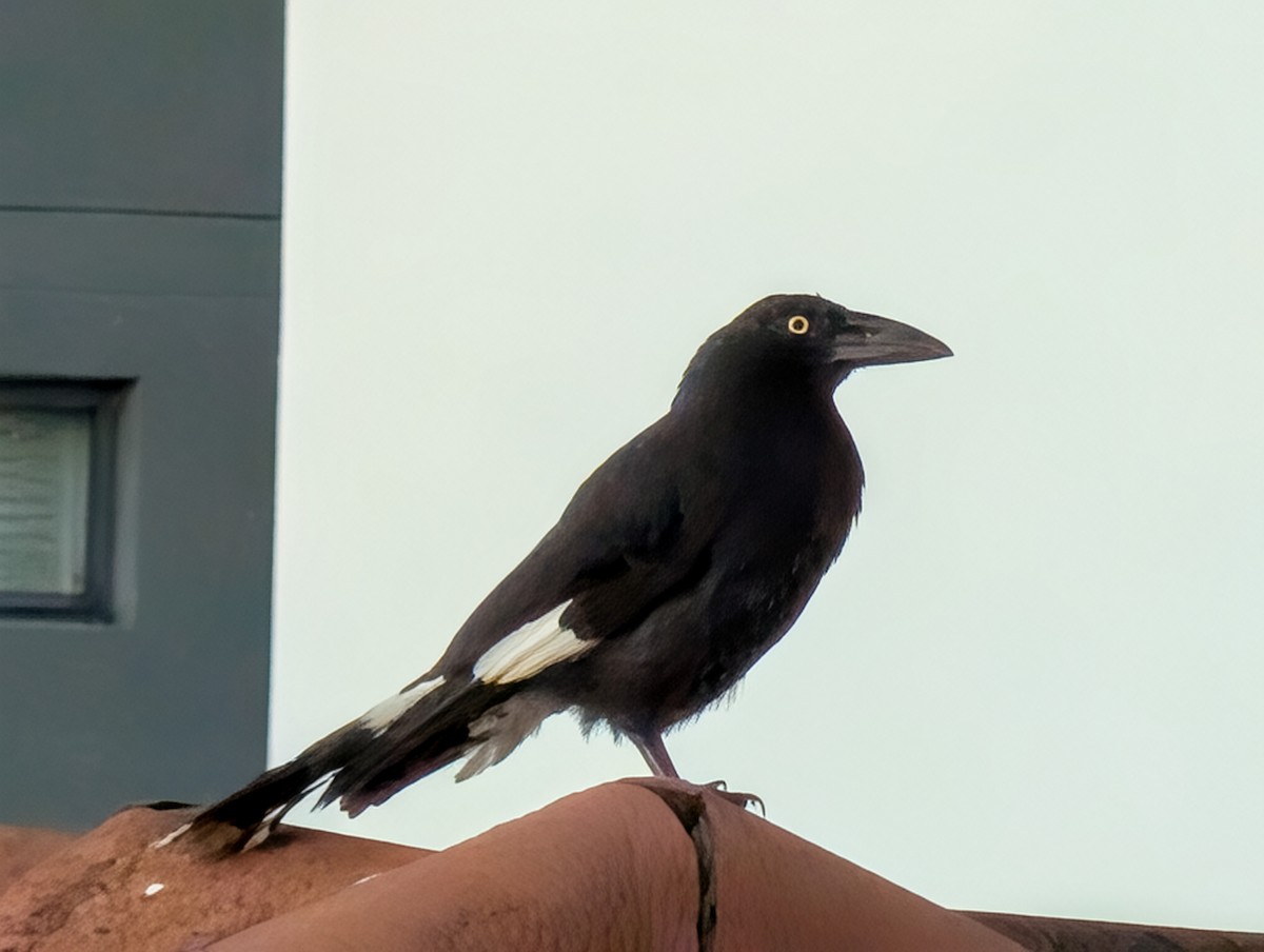 østkurrawong - ML646627705