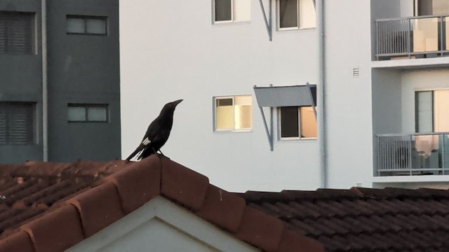 Куравонг строкатий - ML646627706