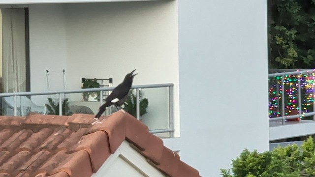 Куравонг строкатий - ML646627707